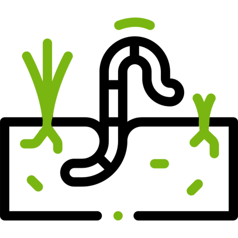 Ticks