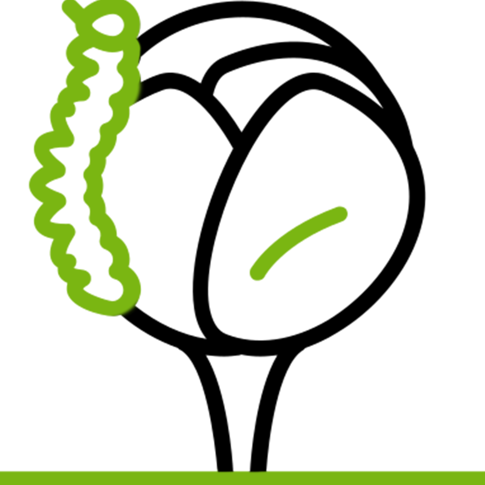 Ticks