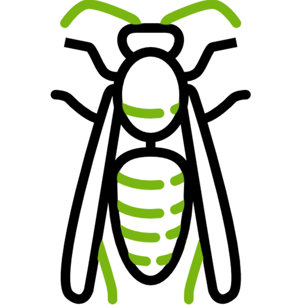 Ticks